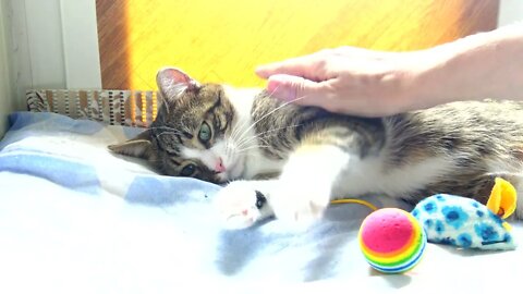 Cute Kitten Guards His Toys