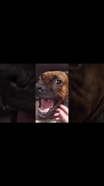 Waking Up Chopz🐶#dog #dogs #dogz #guarddog #trainingdogs #boxerdog #boxer #pets #petdog #petpuppy