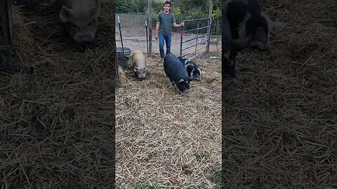 Pasture Pigs getting a new wooded pasture. #homesteading #pig #kunekune #ipp #pasturepigs