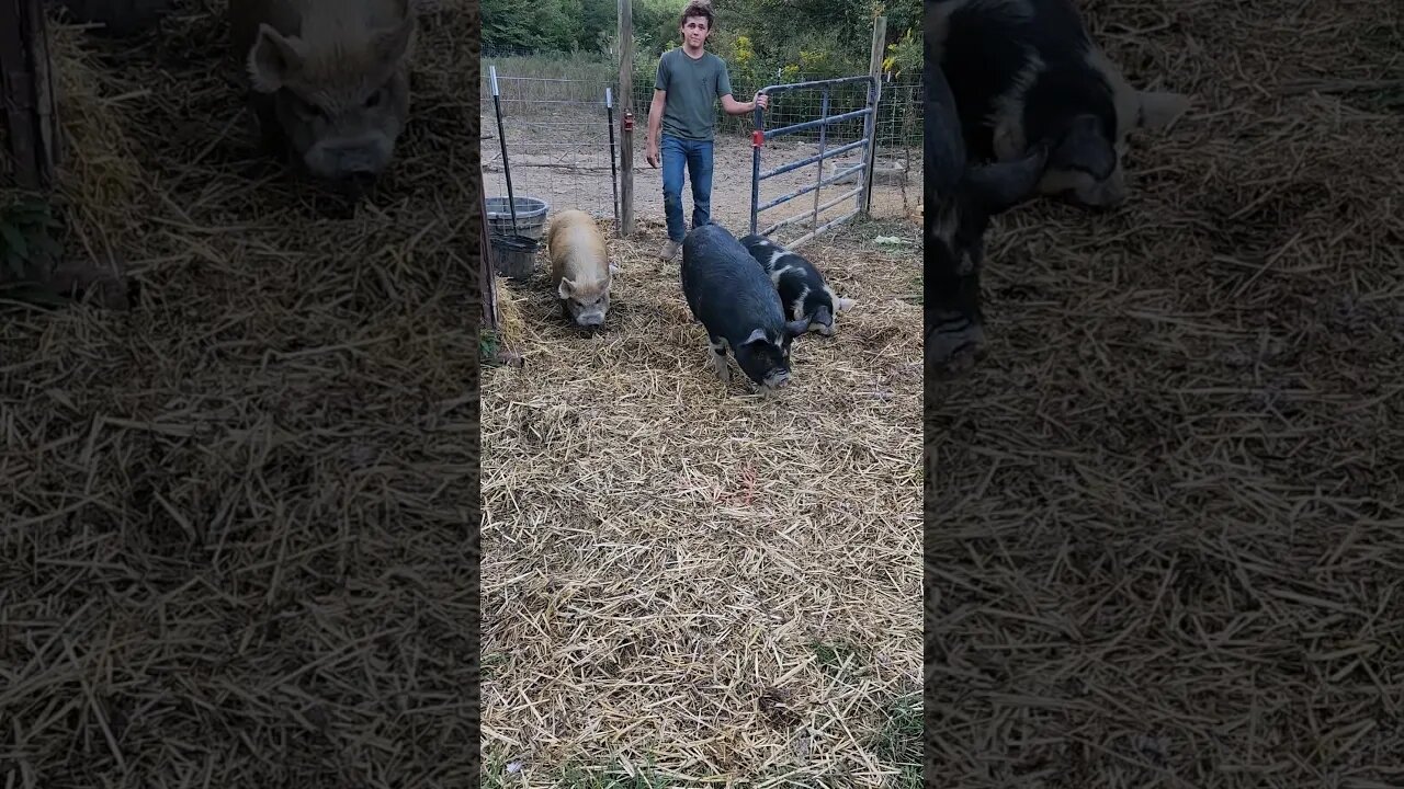 Pasture Pigs getting a new wooded pasture. #homesteading #pig #kunekune #ipp #pasturepigs