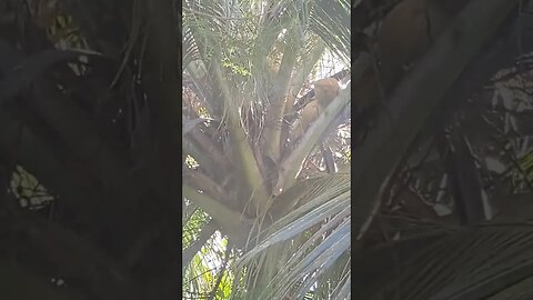 All of these, one coconut tree. And there's more #Saipan