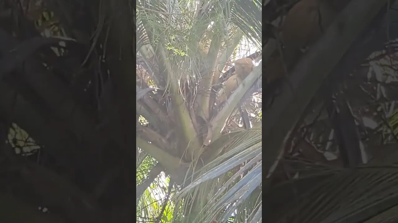 All of these, one coconut tree. And there's more #Saipan