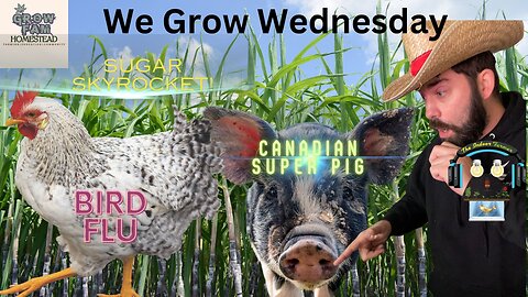 We Grow Wednesday! What's Growin On In The Ag World? Sugar, bird flu, Canadian super pigs?