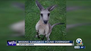 Missing kangaroo found safe overnight in Jupiter Farms