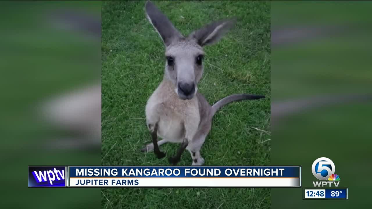 Missing kangaroo found safe overnight in Jupiter Farms