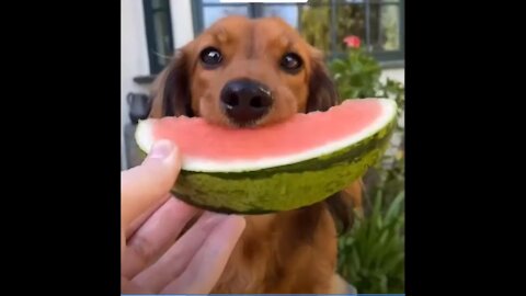 Cute & Funny Dachshund Puppies Compilation 2021