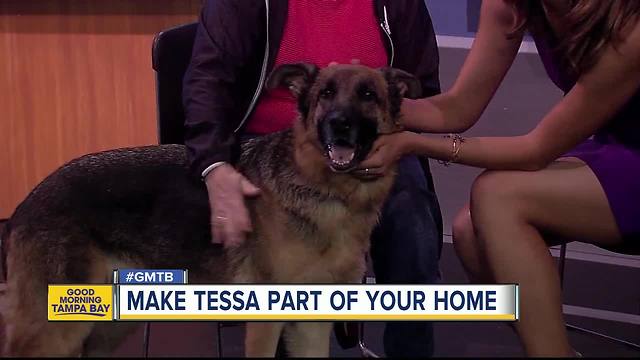Rescues in Action: Tessa maybe perfect permanent match