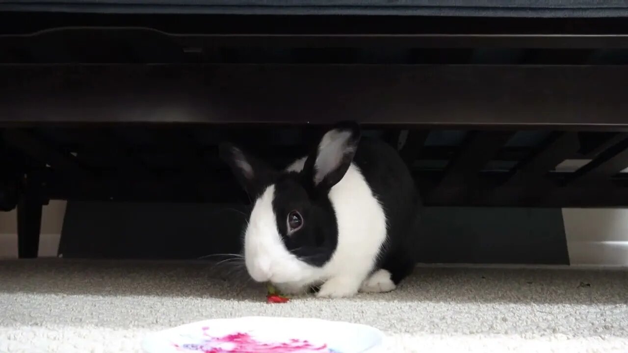 Rabbit Hates a New, Terrible Taste