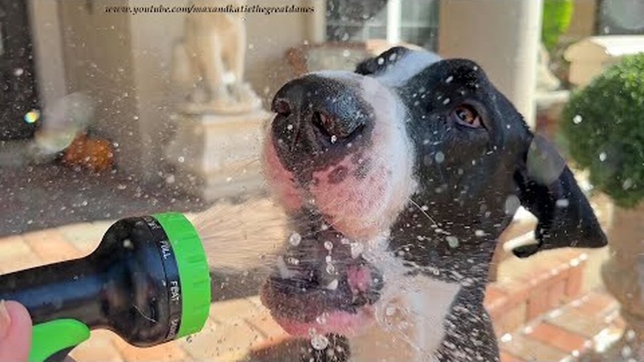 Funny Great Danes Loves To Water The Mum Planters With Mom