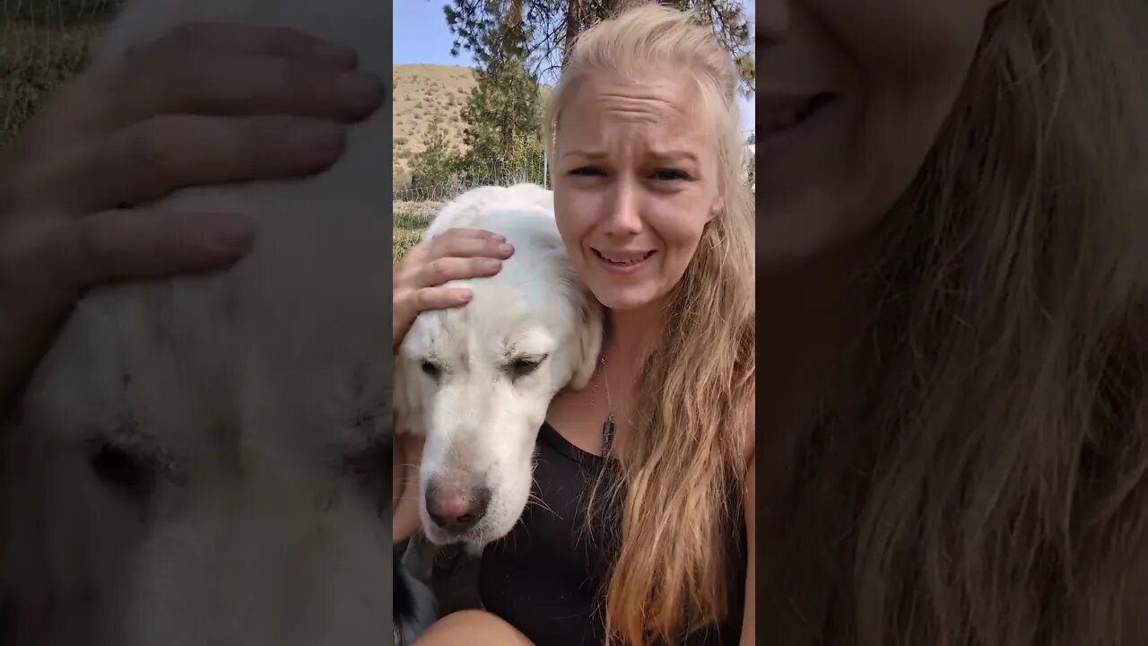 #homestead #farm #shorts