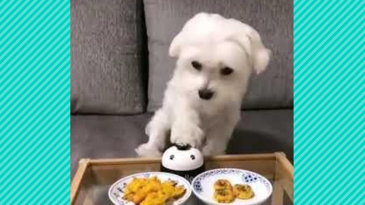 Cute And Funny Pet Videos Compilation 9 - Funny Dog Videos - Baby Dogs 6