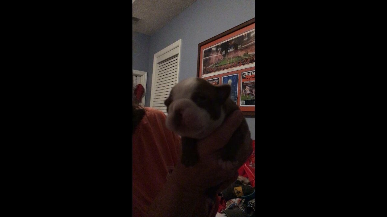 Boston Terrier Baby