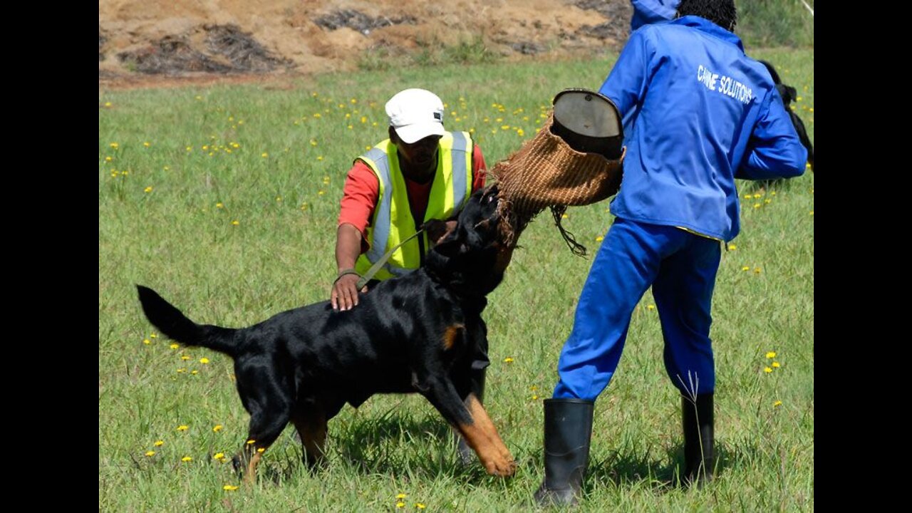 Dog trained to kill