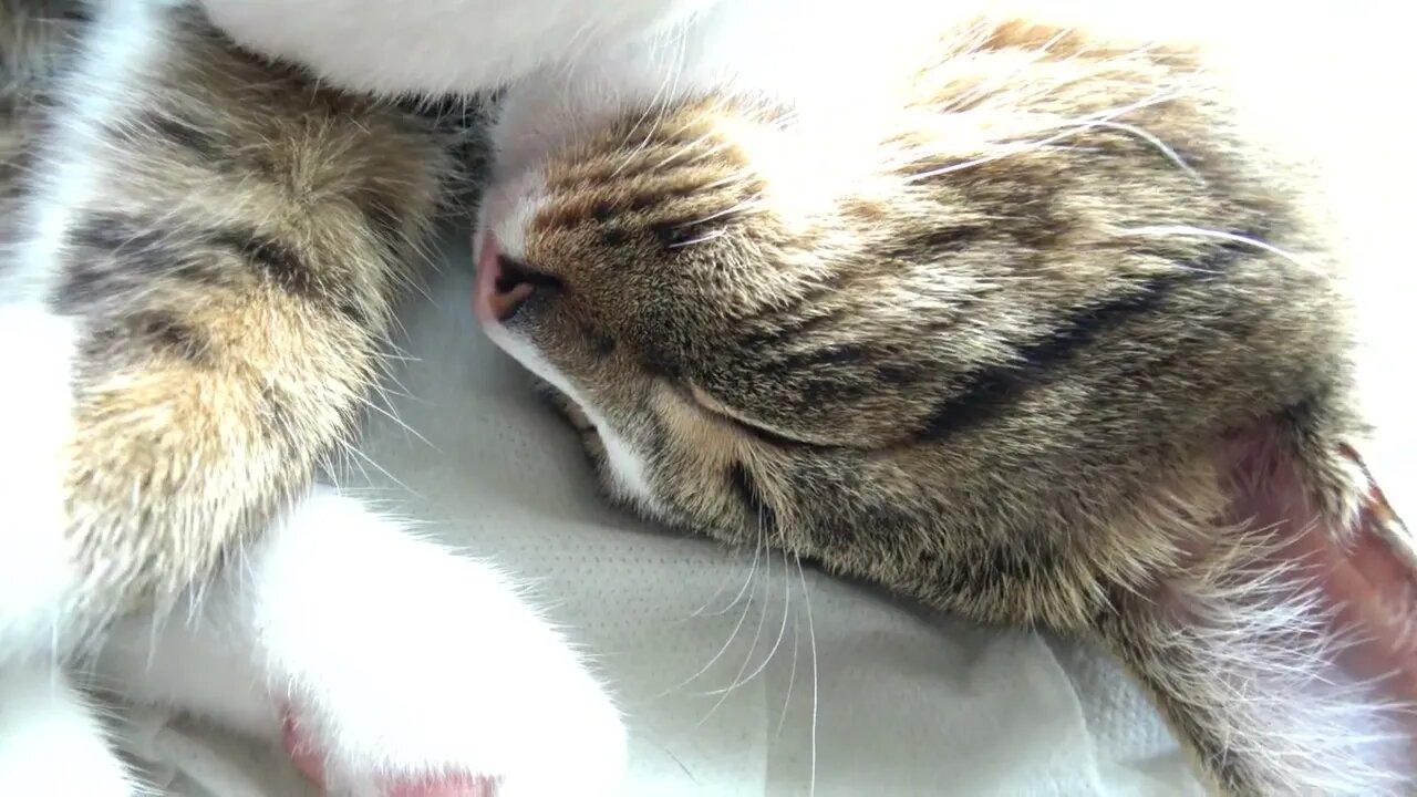 Purring Kitten Sleeps on His Head