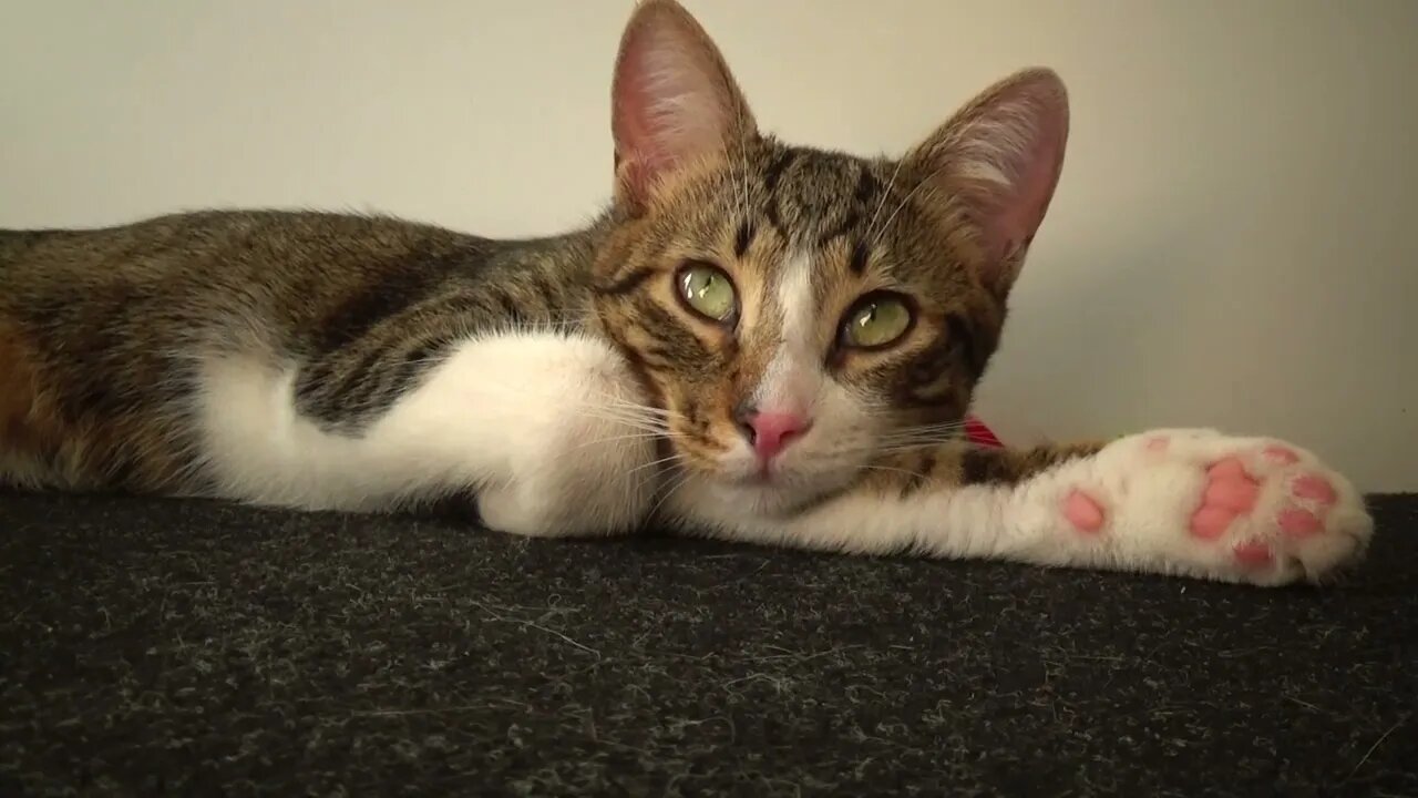 I Am Looking at U Hooman