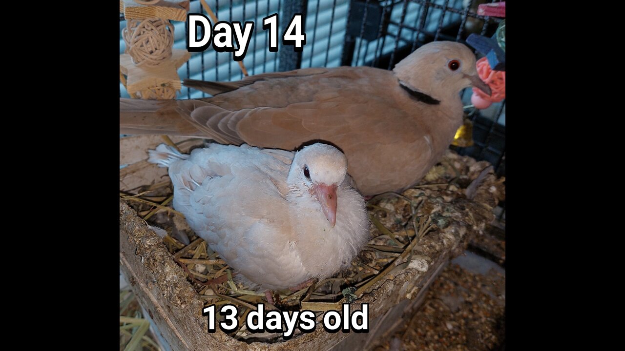 Ringneck Dove fledgling day 14