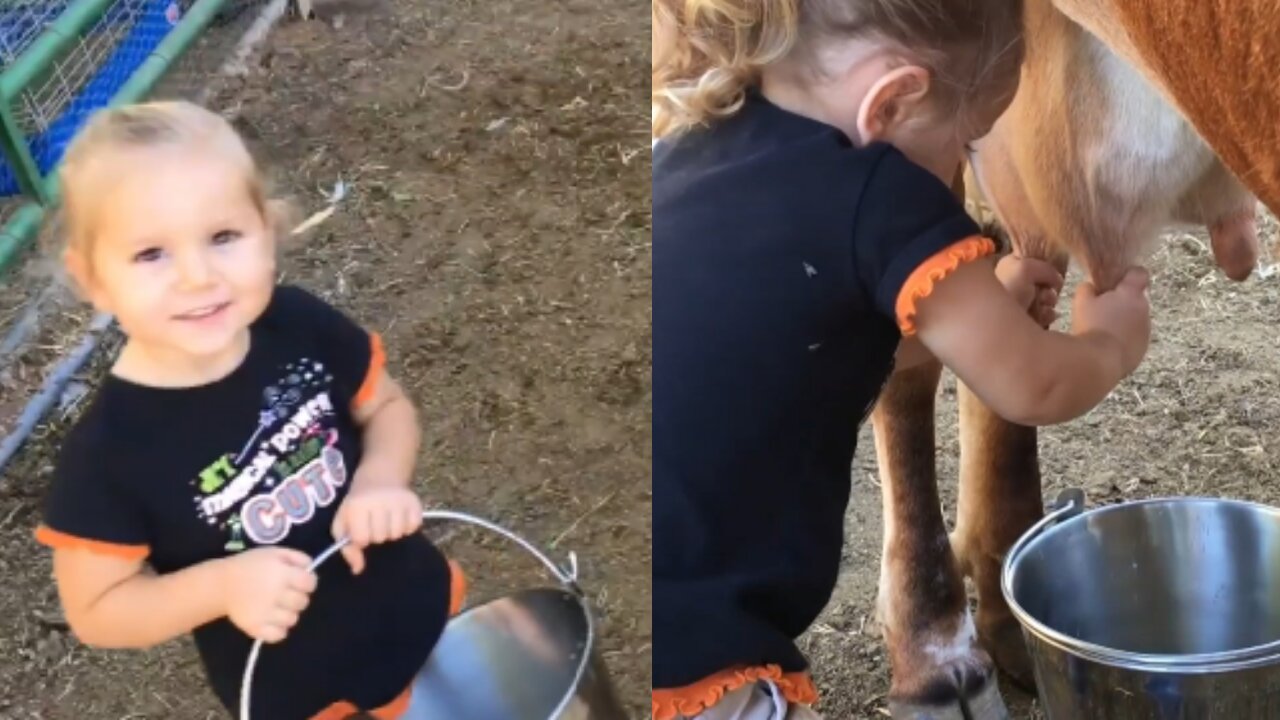 2 yr. Old Baby Emma Milks the Family Cow All By Herself.