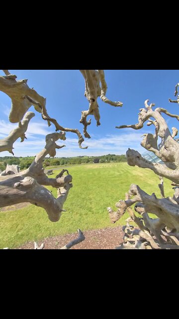 Botanic Garden Wales tree