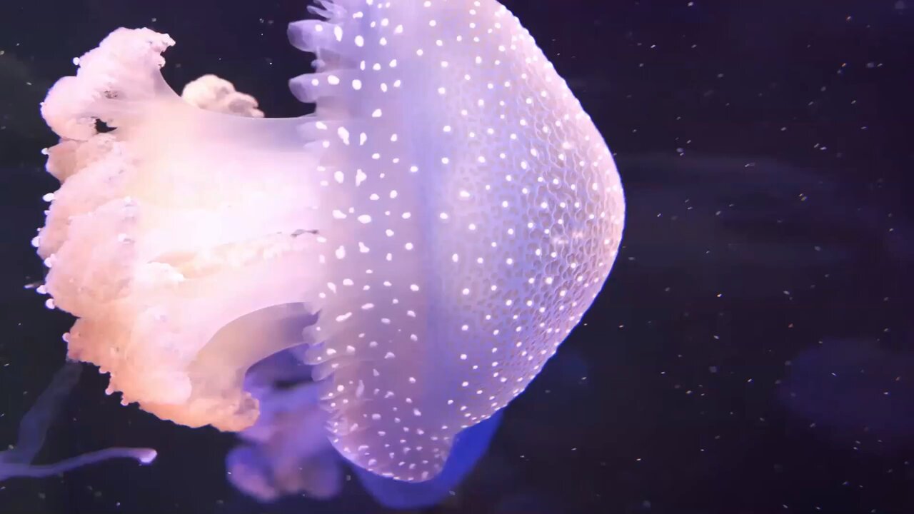 Jellyfish