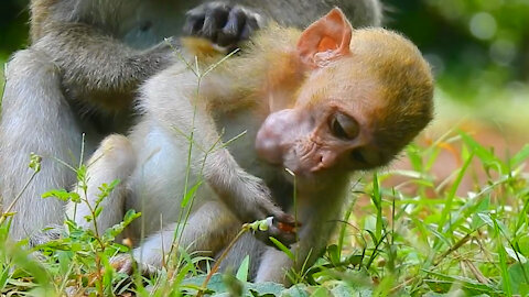 Male Monkey Adopted Young Female Monkey