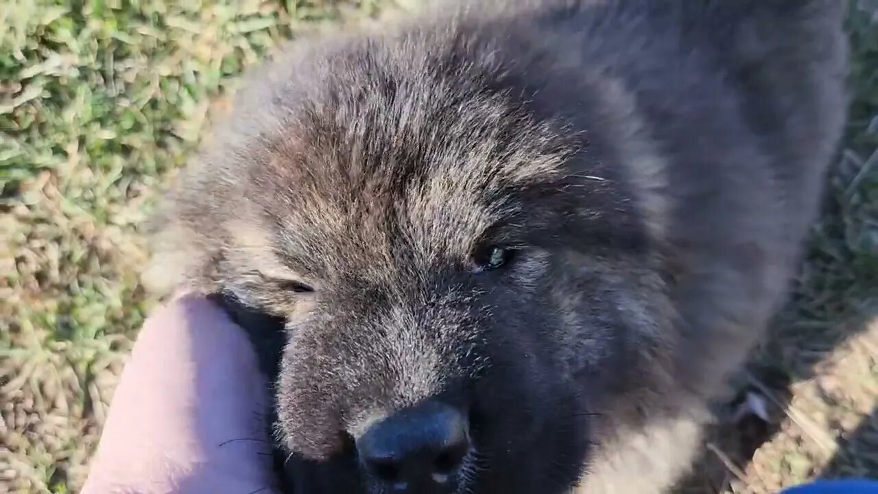 Noble Bear Eor. Not for sale. Caucasian Ovcharka, Tibetan Mastiff and American Akita