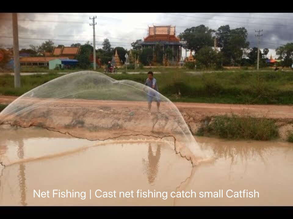 Net Fishing | Cast net fishing catch small Catfish