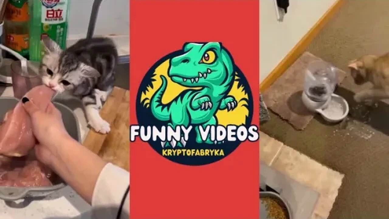 🦖 TRY NOT TO LAUGH 😂 Funny pets videos compilation 🤓 Part 7