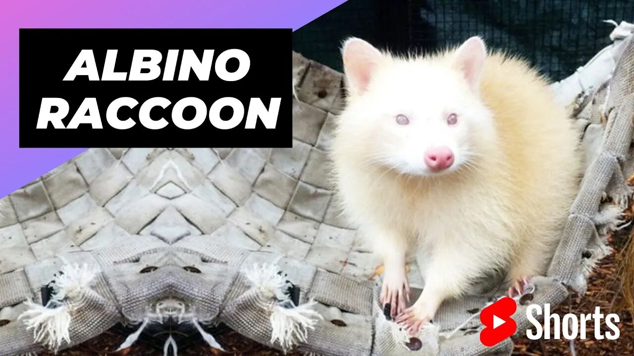 Albino Raccoon 🦝 One Albino Animal You Have Never Seen #shorts