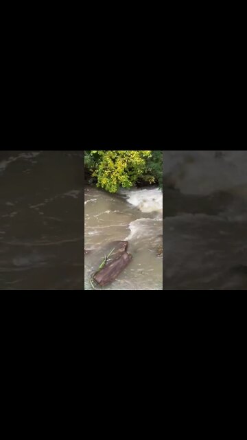 Insane Flood in Tiny Creek