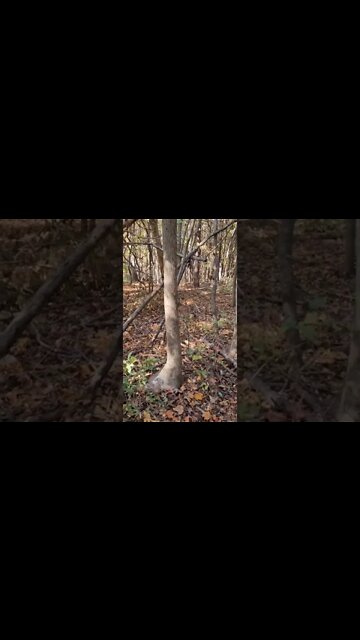 Walking My Property With the Dogs They Love It