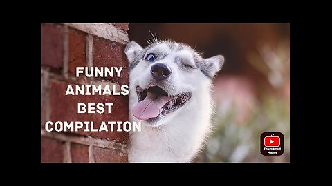 Funniest Animal moments 2022 😂🤣| Funny and Cute Pet Videos