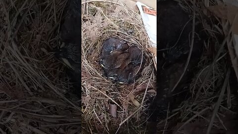 Tool box sparrows day 11