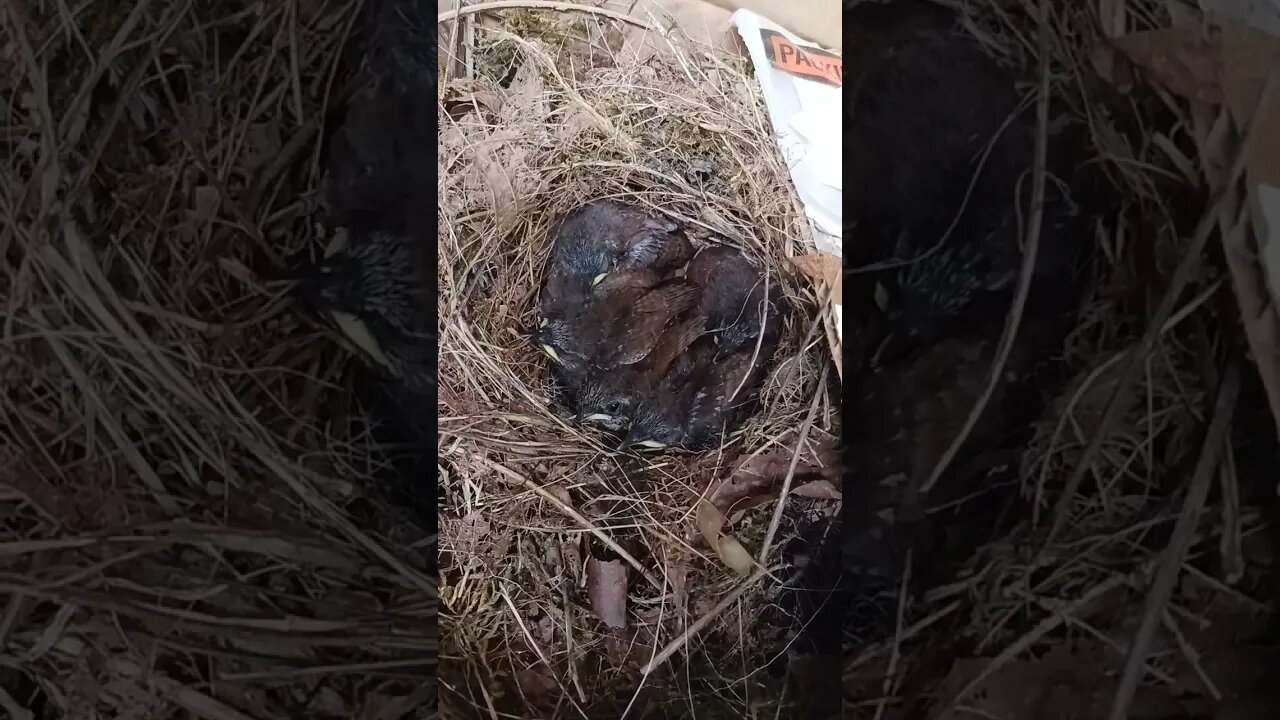 Tool box sparrows day 11