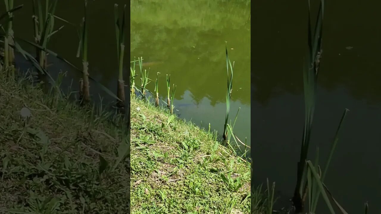 Grass Carp sunbathe by the shore #fish #shorts #shortsfishing #grasscarp