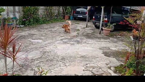 #dogshow , #animals , #dogs , #shorts