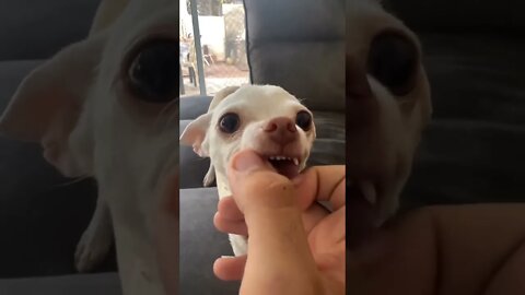 Niki Chihuahua Has Beautiful Smile 😃