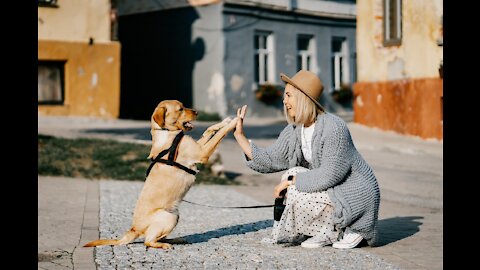 Dog Mistakes Furry Hood For a Toy _ Drags Owner Around The Backyard