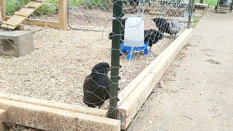 30 seconds of chickens part 8
