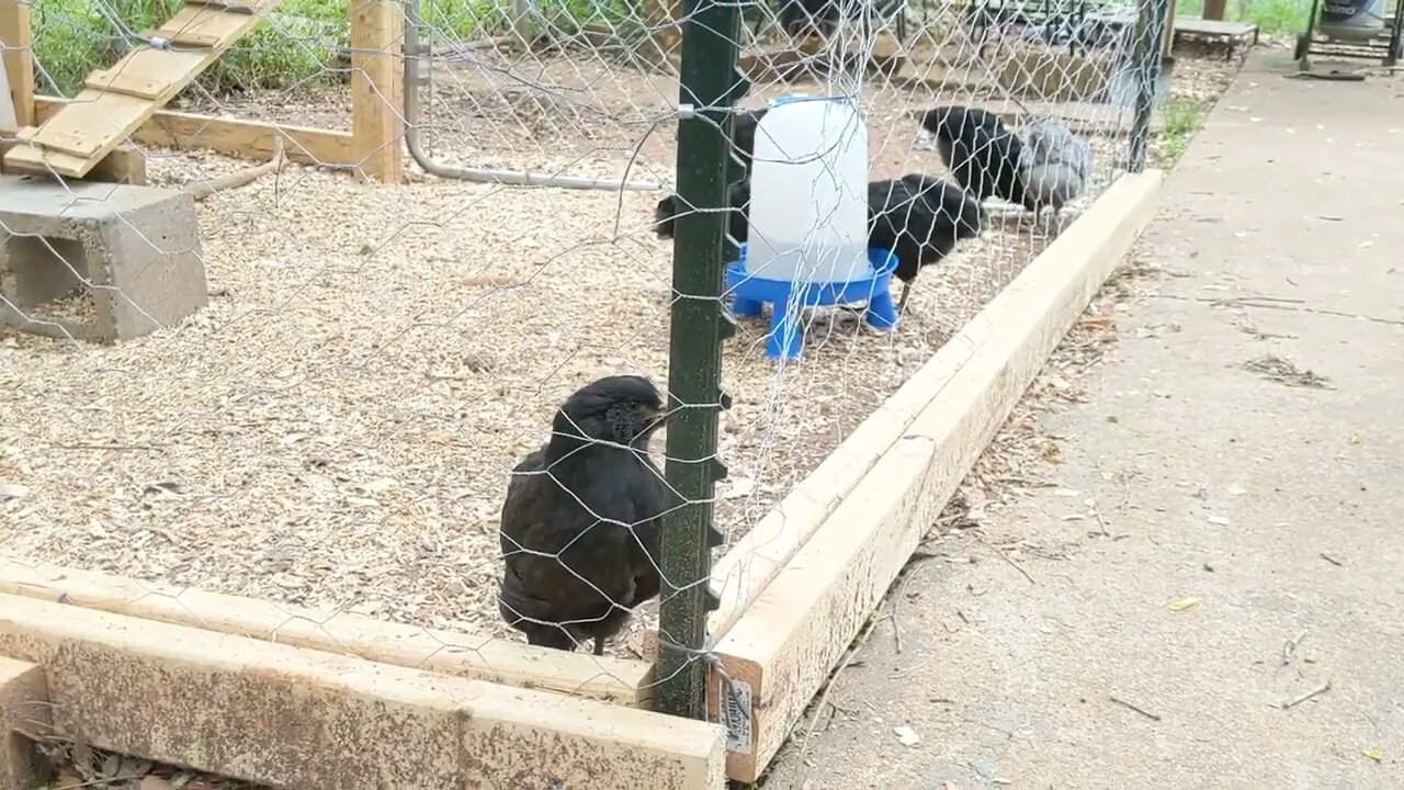 30 seconds of chickens part 8