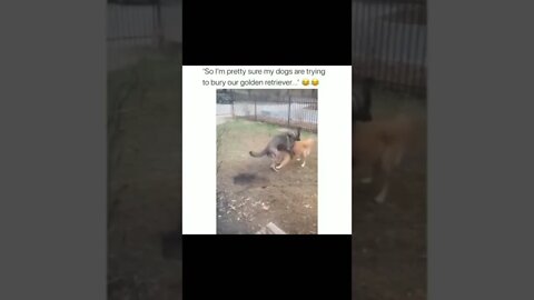 Funny dogs #dog #cutedog
