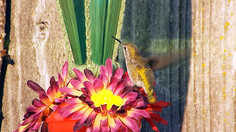 A Golden Hummingbird