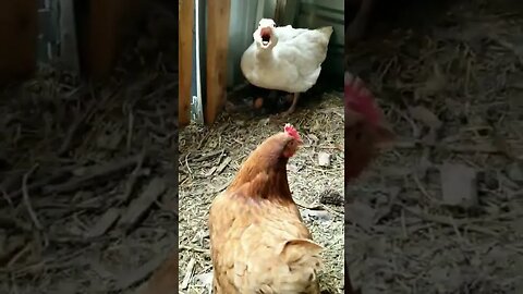 #goose #guardgoose #chickens #freerange #layers #homesteading #homesteadlife #farmlife #farmanimals