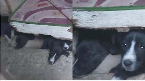 Puppy Wakes Up In The Morning And Start Stretching🥰
