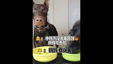 Tiger's daily (9/10/2022)