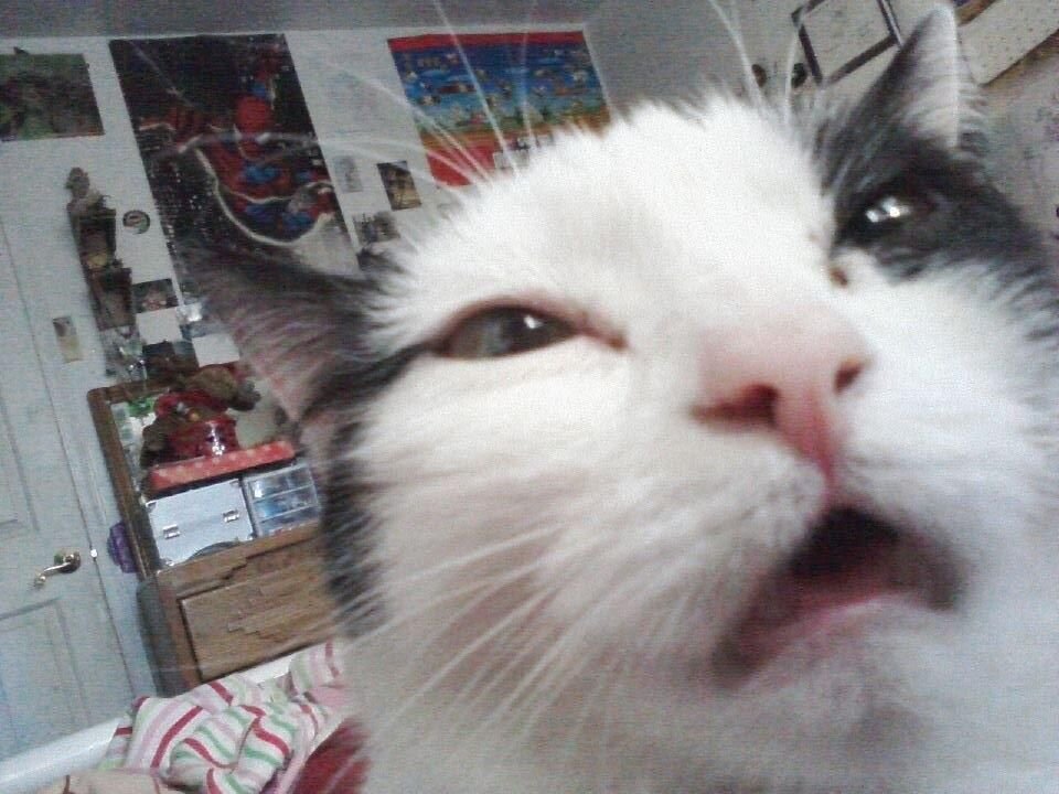 FUNNY CAT MOMENTS - MUST WATCH - [NEW JUNE 2021 EDITION]