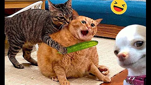 Funniest Dog And Cat Videos - Best Funny Animals Videos 2023😇