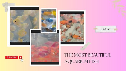 world Most Beautiful and Buying Aquarium Fish #wildhobbiest
