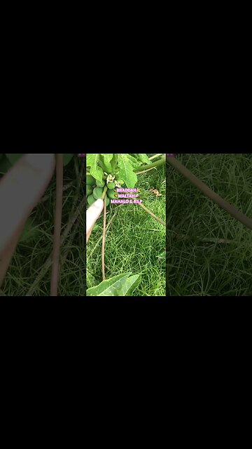 😎MUSIC LEGEND BRADDAH WALTAH, ALOHA!🤙WE LOST ANOTHER ONE🎤 #aloha #ahuihoubraddahwaltah