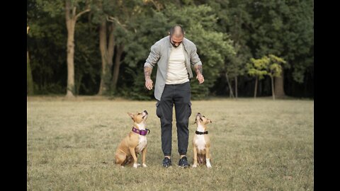Pet Training #1