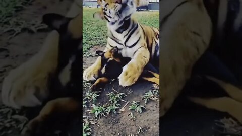 Best Friendship | dog and tiger love | Must Watch. #like #support #puppylove #cute
